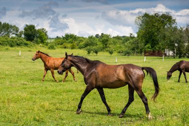 güzel atlar manzara 