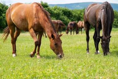 güzel atlar manzara 