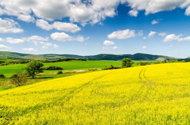 yeşil alan doğa manzaralı 