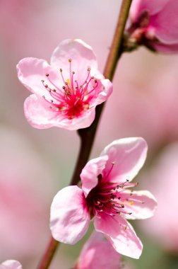 Pembe Şeftali çiçeği yakın çekim 