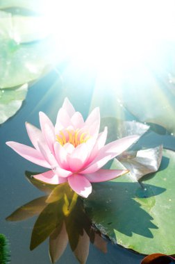 güzel nilüfer yakın çekim 