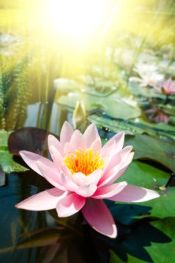 güzel nilüfer yakın çekim 