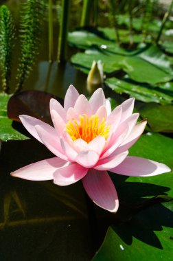 güzel nilüfer yakın çekim 