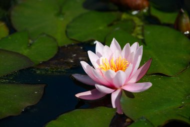 güzel nilüfer yakın çekim 