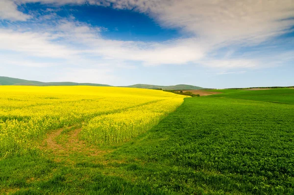 Champ Vert Nature Vue Panoramique — Photo