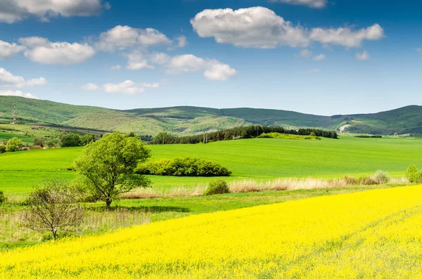 Zielona Natura Pole Scenic Widok — Zdjęcie stockowe