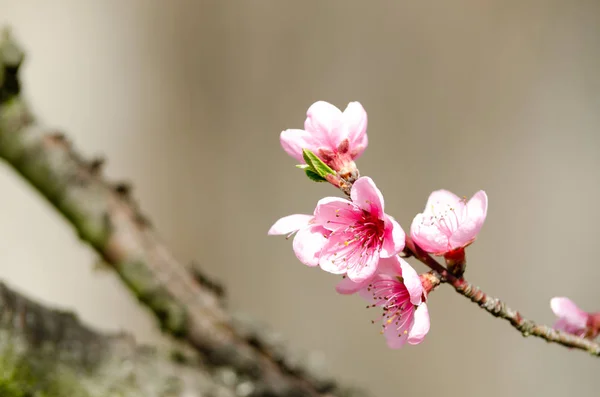 Рожевий Персиковий Цвіт Крупним Планом — стокове фото