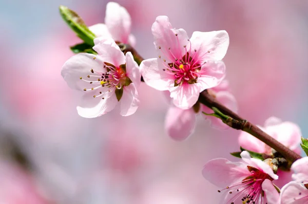 Pink Peach Blossom Close — Stock Photo, Image