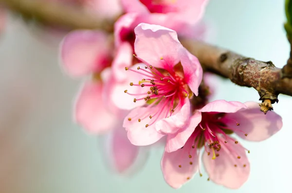 Fiore Pesca Rosa Vicino — Foto Stock