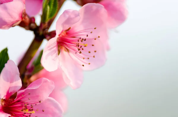 Розовый Цветок Персика Крупным Планом — стоковое фото