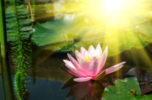 beautiful water lily close up 