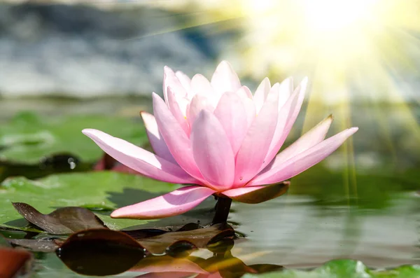 Piękne Wody Lily Bliska — Zdjęcie stockowe