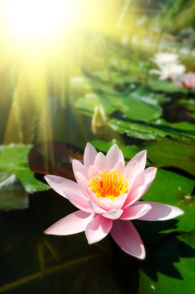 Beautiful Water Lily Close — Stock Photo, Image