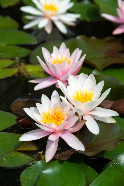 Beautiful Water Lily Close — Stock Photo, Image