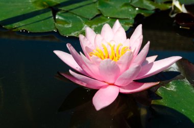 güzel nilüfer yakın çekim 