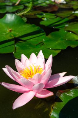 güzel nilüfer yakın çekim 