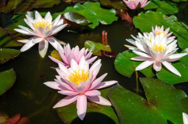 güzel nilüfer yakın çekim 