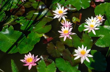 güzel nilüfer yakın çekim 