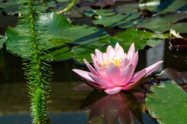 güzel nilüfer yakın çekim 