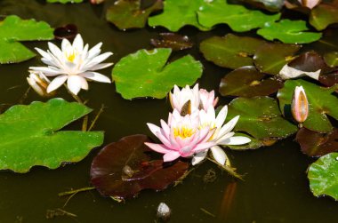 güzel nilüfer yakın çekim 