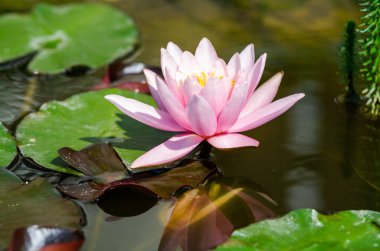 güzel nilüfer yakın çekim 