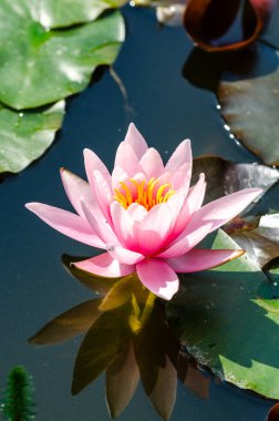 güzel nilüfer yakın çekim 