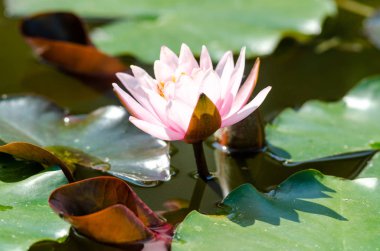 güzel nilüfer yakın çekim 