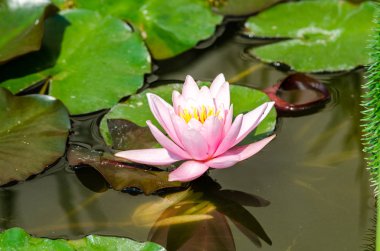 güzel nilüfer yakın çekim 