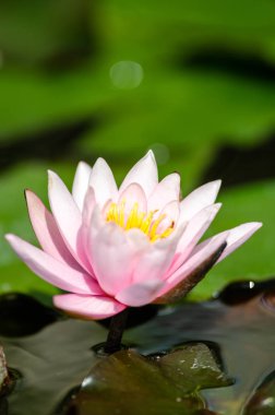 güzel nilüfer yakın çekim 