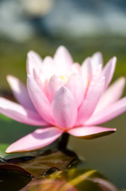 güzel nilüfer yakın çekim 