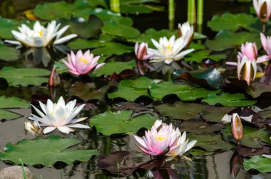 güzel nilüfer yakın çekim 