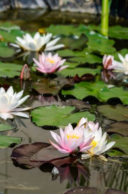 güzel nilüfer yakın çekim 