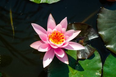 güzel nilüfer yakın çekim 