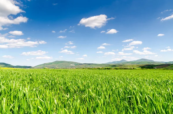 緑のフィールド背景風景ビュー — ストック写真