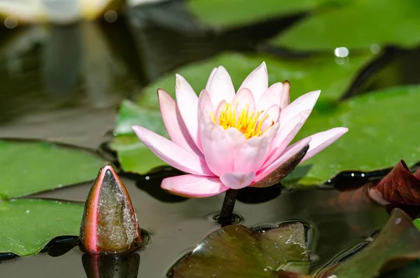 Piękne Wody Lily Bliska — Zdjęcie stockowe