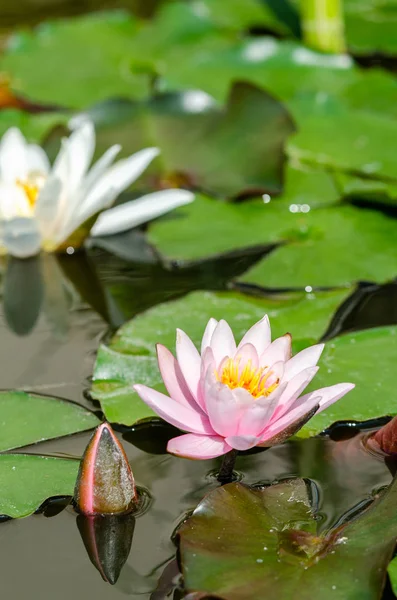 Hermoso Lirio Agua Cerca — Foto de Stock