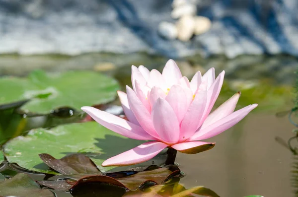 Beautiful Water Lily Close — Stock Photo, Image