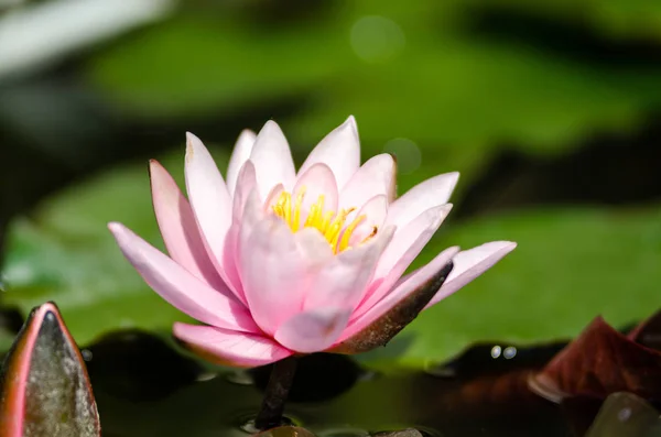 Beautiful Water Lily Close — Stock Photo, Image