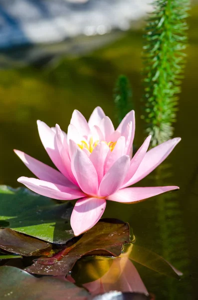 Beautiful Water Lily Close — Stock Photo, Image