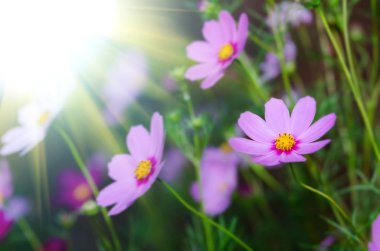 Güzel çiçek arka plan yakın çekim 