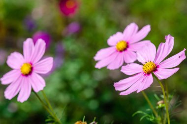 Güzel çiçek arka plan yakın çekim 