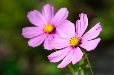 Güzel çiçek arka plan yakın çekim 