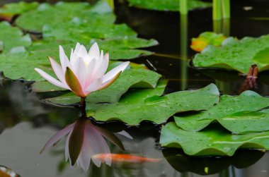 güzel, lotus çiçeği yakın çekim 