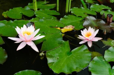 güzel, lotus çiçeği yakın çekim 