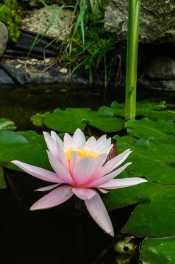 güzel, lotus çiçeği yakın çekim 