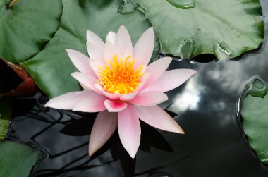 güzel, lotus çiçeği yakın çekim 