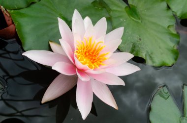 güzel, lotus çiçeği yakın çekim 