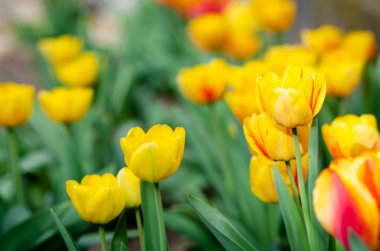 Güzel sarı laleler yakın 