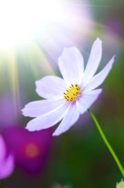 Vacker Blomma Bakgrund Närbild — Stockfoto