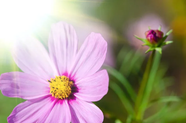 Beautiful Flower Background Close — Stock Photo, Image